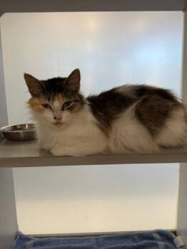 Sesame -  Domestic Medium Hair and Domestic Short Hair Cat for Adoption in Atlanta, Georgia - Sesame | PetCurious