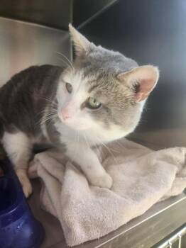Domestic Short Hair Cats Available for Adoption - Buddy | PetCurious