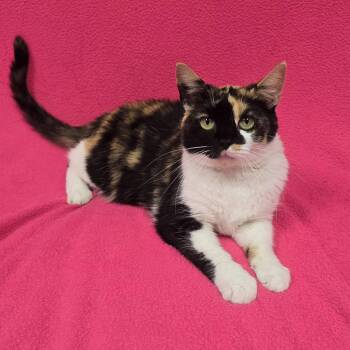 Primrose -  Calico Cat for Adoption in Frankfort, Indiana - Primrose | PetCurious