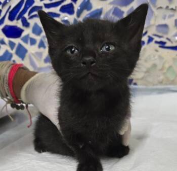 Domestic Short Hair Cats Available for Adoption in Pensacola, Florida - KITTY POOL | PetCurious