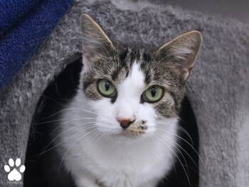 Rescue Domestic Short Hair Cats for Adoption in Missoula, Montana - Chloe | PetCurious