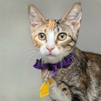 TETRA -  Domestic Short Hair Cat for Adoption in St. Louis, Missouri - TETRA | PetCurious