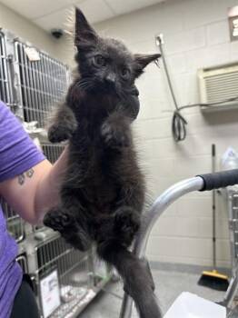 A185656 -  Domestic Medium Hair Cat for Adoption in Pasadena, Texas - A185656 | PetCurious