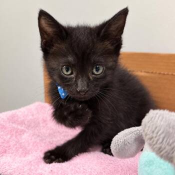 Naji 26 -  Domestic Short Hair Cat for Adoption in Austin, Texas - Naji 26 | PetCurious