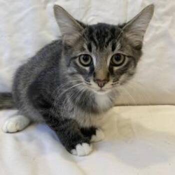 Honeysuckle -  Domestic Long Hair Cat for Adoption in Brea, California - Honeysuckle | PetCurious
