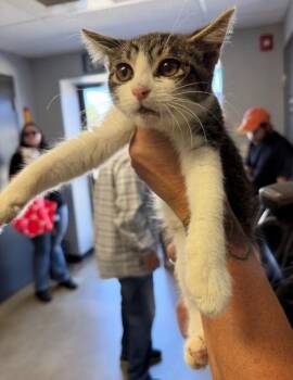 Luffy -  Domestic Short Hair Cat for Adoption in Tulare, California - Luffy | PetCurious