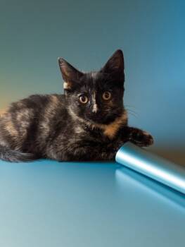 Shadow -  Domestic Short Hair Cat Available for Adoption in Syosset, New York - Shadow | PetCurious