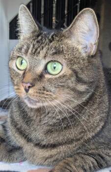 Rescue Domestic Short Hair Cats for Adoption in Palmetto, Florida - SONSIE | PetCurious