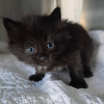 Domestic Short Hair Cats Available for Adoption in Jefferson City, Tennessee - Clark Kent | PetCurious
