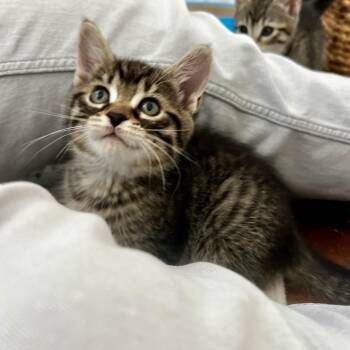 Domestic Short Hair Cats Available for Adoption in Juno Beach, Florida - Baby Guinnes | PetCurious