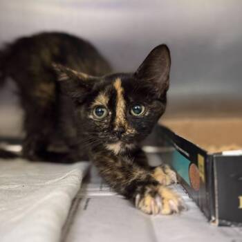 Lilo -  Domestic Short Hair Cat for Adoption in San Antonio, Texas - Lilo | PetCurious