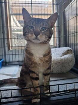 Cheese -  Domestic Short Hair Cat for Adoption in Lunenburg, Massachusetts - Cheese | PetCurious