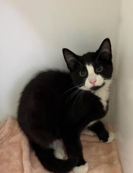 LOUIS -  Domestic Short Hair Cat for Adoption in Delson, Quebec - LOUIS | PetCurious