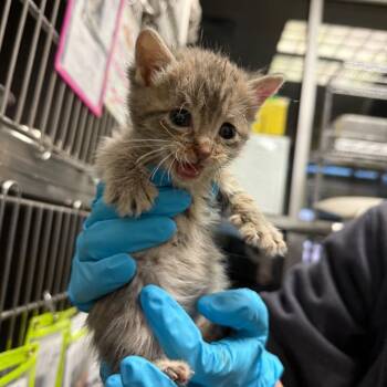 Domestic Short Hair Cats Available for Adoption in San Antonio, Texas - Azzi | PetCurious