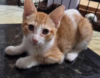 Rescue Domestic Short Hair Cats for Adoption in Honolulu, Hawaii - Melon | PetCurious