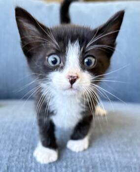 Tornado -  Domestic Short Hair Cat for Adoption in Fruit Heights, Utah - Tornado | PetCurious