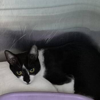 Soy Sauce -  Domestic Short Hair Cat for Adoption in Ardmore, Oklahoma - Soy Sauce | PetCurious