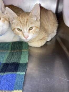 Tamlin -  Domestic Short Hair Cat for Adoption in Bellevue, Washington - Tamlin | PetCurious