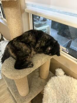 Domestic Short Hair and Tortoiseshell Cats Available for Adoption - Daisy Bella | PetCurious