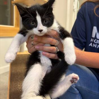 Airstream -  Domestic Short Hair Cat for Adoption in Morristown, Vermont - Airstream | PetCurious