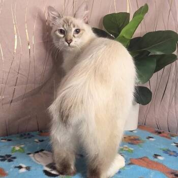 Siamese and American Bobtail Cats Available for Adoption in Long Beach, Mississippi - Mirelda  | PetCurious