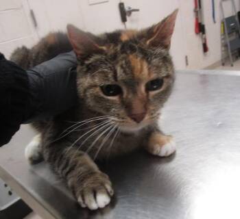 Domestic Short Hair Cats Available for Adoption in Marietta, Georgia - Molly(646) | PetCurious