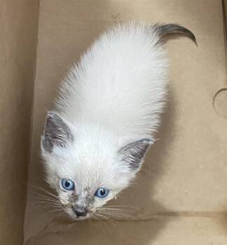 SEAL -  Domestic Short Hair Cat for Adoption in Dallas, Texas - SEAL | PetCurious