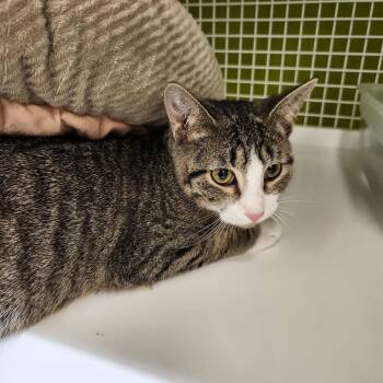 Mini Me 8689 -  Domestic Short Hair Cat for Adoption in Dallas, Texas - Mini Me 8689 | PetCurious