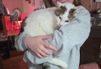 Domestic Short Hair Cats Available for Adoption in Cromwell, Kentucky - Frost | PetCurious