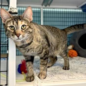GLORIA -  Domestic Short Hair Cat for Adoption in Fernandina Beach, Florida - GLORIA | PetCurious