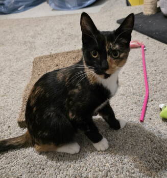 Rescue Domestic Medium Hair Cats for Adoption in Minneapolis, Minnesota - Ambrosia | PetCurious