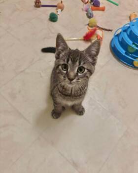 Rescue Domestic Short Hair Cats for Adoption in West Lawn, Pennsylvania - Toeby | PetCurious