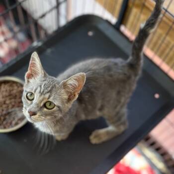 Rescue Domestic Short Hair Cats for Adoption in Fort Smith, Arkansas - Hoodie | PetCurious