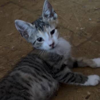 Ms Buttons -  Calico and Tabby Cat for Adoption in Newark Valley, New York - Ms Buttons | PetCurious