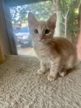 Tortilla -  Domestic Short Hair Cat for Adoption in Oklahoma City, Oklahoma - Tortilla | PetCurious