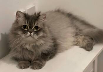 Rescue Persian Cats for Adoption in Snow Hill, Maryland - LADY | PetCurious