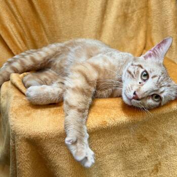 Domestic Short Hair Cats Available for Adoption in Fairmont, Minnesota - Sunny | PetCurious