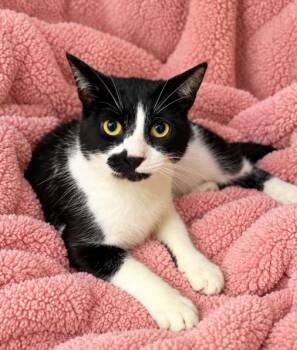 Viking -  Domestic Medium Hair Cat for Adoption in Lagrange, Indiana - Viking | PetCurious