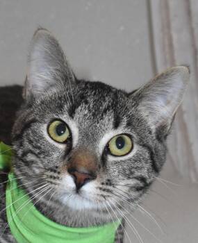 Holden -  Domestic Short Hair Cat for Adoption in Springfield, Ohio - Holden | PetCurious