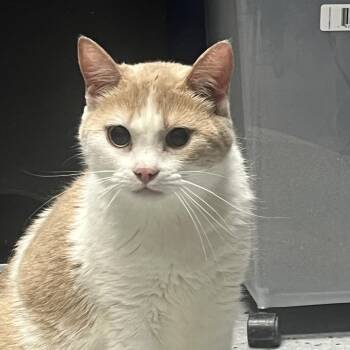 Domestic Short Hair Cats Available for Adoption in Lenexa, Kansas - Jackie | PetCurious