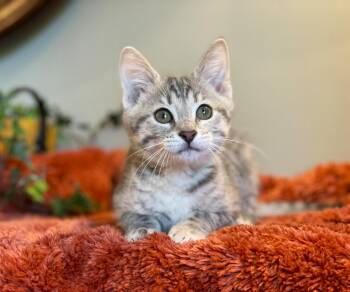 Tabby Cats Available for Adoption in Taylor, Michigan - Lily Pad | PetCurious
