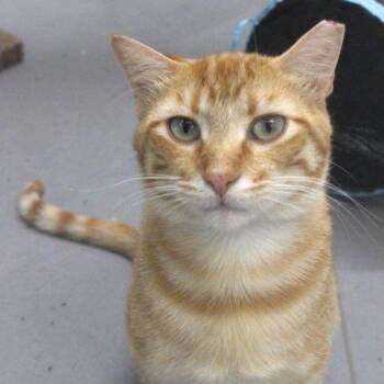 Oscar -  Domestic Short Hair Cat for Adoption in Des Moines, Iowa - Oscar | PetCurious