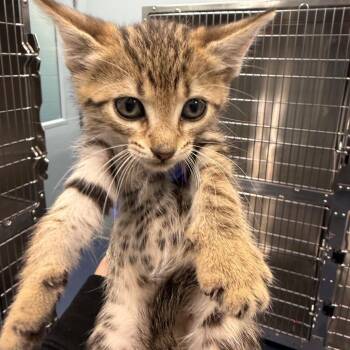 Sequoia -  Domestic Short Hair Cat for Adoption in Greensboro, North Carolina - Sequoia | PetCurious