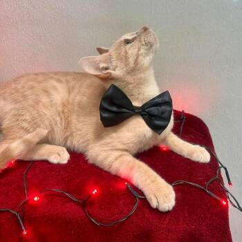 Domestic Short Hair Cats Available for Adoption in Leander, Texas - Freddie | PetCurious