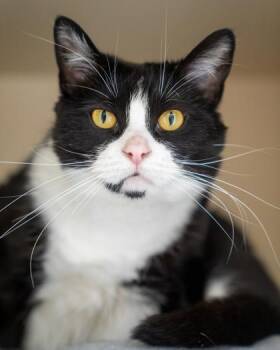 Bess -  Domestic Short Hair Cat for Adoption in Pequot Lakes, Minnesota - Bess | PetCurious