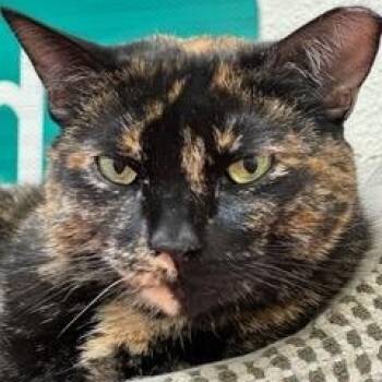 Rescue Tortoiseshell Cats for Adoption in Gardnerville, Nevada - Bella | PetCurious