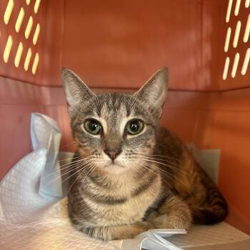 Mother Theresa -  Domestic Short Hair Cat for Adoption in West Palm Beach, Florida - Mother Theresa | PetCurious