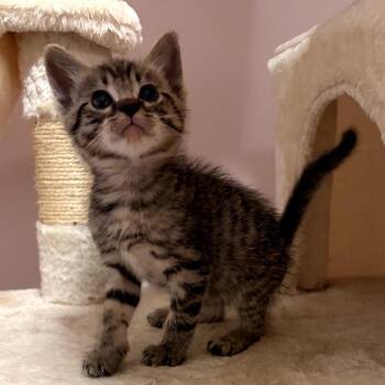 EZ -  Domestic Short Hair Cat for Adoption in Long Beach, California - EZ | PetCurious