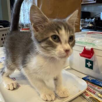 Domestic Short Hair Cats Available for Adoption in League City, Texas - Paul Cezanne | PetCurious