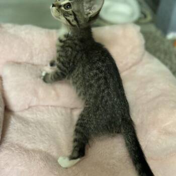 Tabby and Domestic Short Hair Cats Available for Adoption in Edmond, Oklahoma - Jess | PetCurious